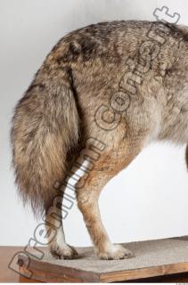 Wolf leg photo reference 0001